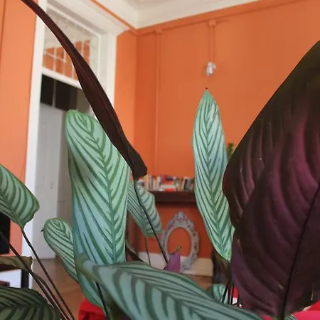בית הארחה A Casa Da Maria Amelia 5*